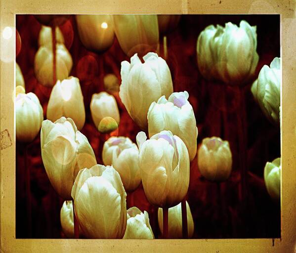 Tulips Art Print featuring the photograph Tulips Garden Hibster by Michelle Liebenberg