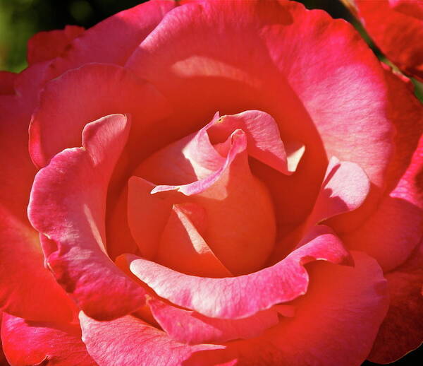 Rose Art Print featuring the photograph Unfurling by Michele Myers