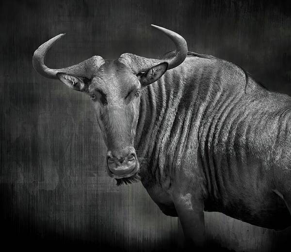 Wildebeest Art Print featuring the photograph Wildebeest in Black and White by Rebecca Herranen