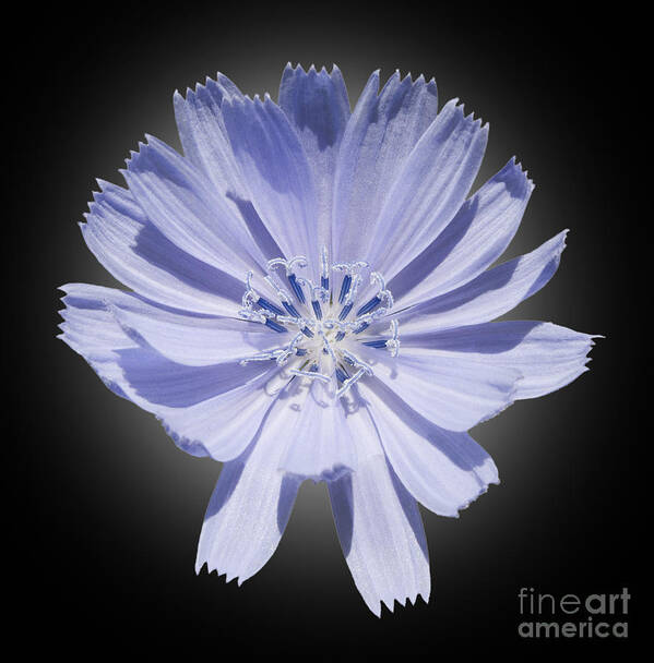 Blue. Cichorium Intybus Art Print featuring the photograph Cichorium intybus by Tony Cordoza