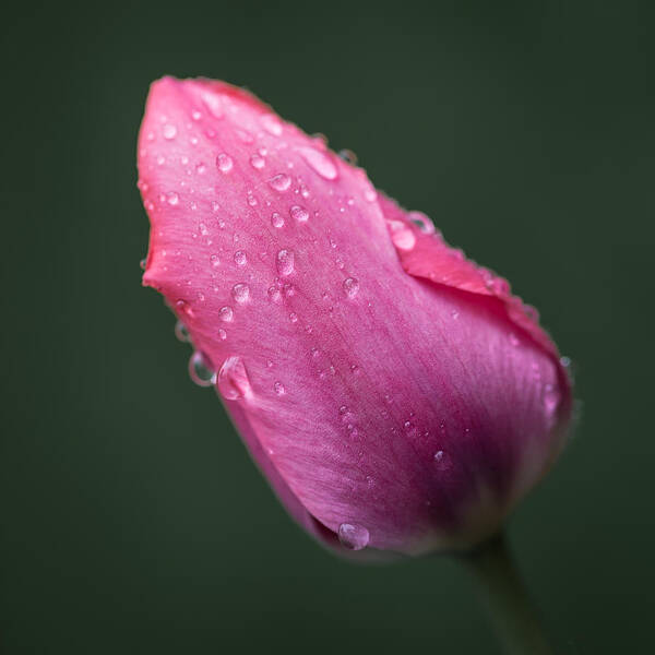 Canada Art Print featuring the photograph After Rain #1 by Jakub Sisak