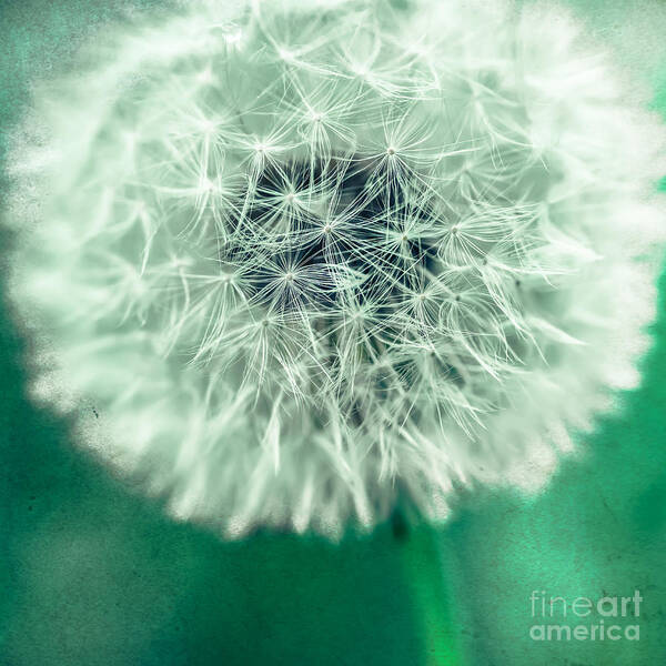 1x1 Art Print featuring the photograph Blowball 1x1 by Hannes Cmarits