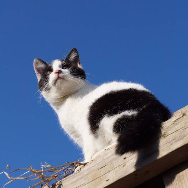 Cat Art Print featuring the photograph Blue sky and cat #1 by Mofuneko Sora