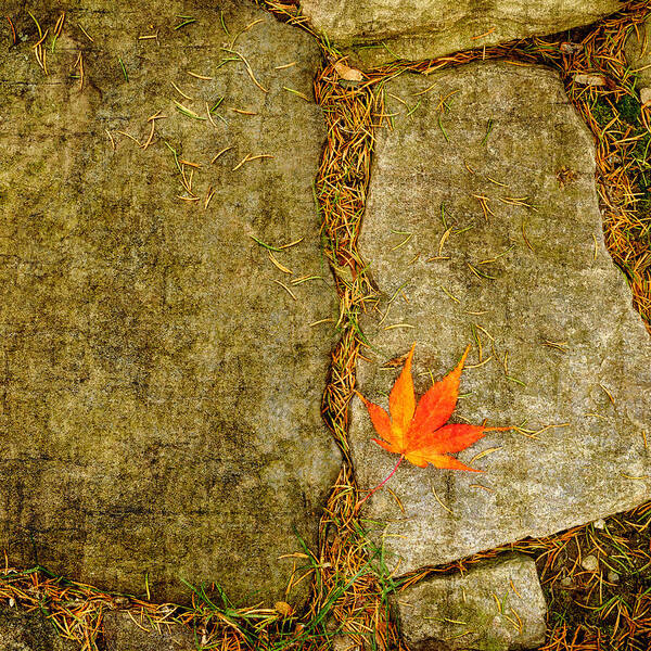 Fall Art Print featuring the photograph Leaf on Stones Squared by Marianne Campolongo