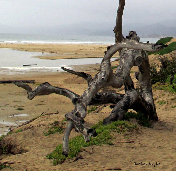 Gnarley Tree Art Print featuring the photograph Gnarley Tree #1 by Barbara Snyder