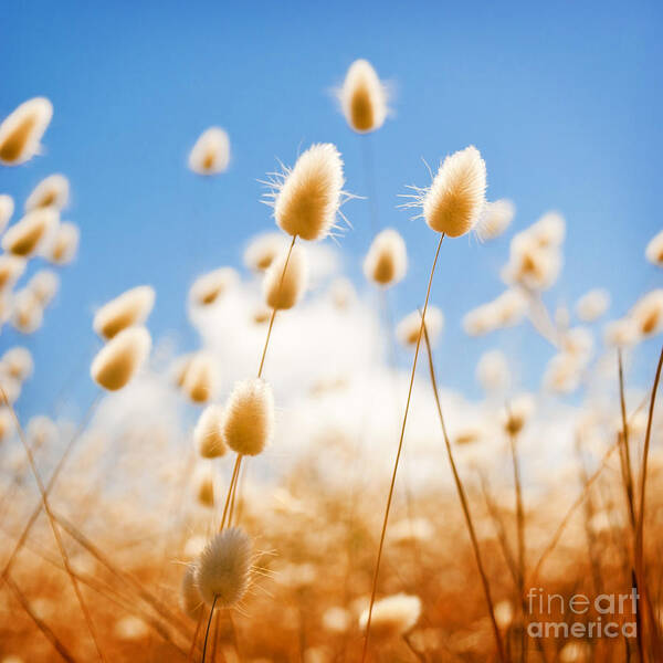 South Australia Art Print featuring the photograph Golden Field #1 by THP Creative