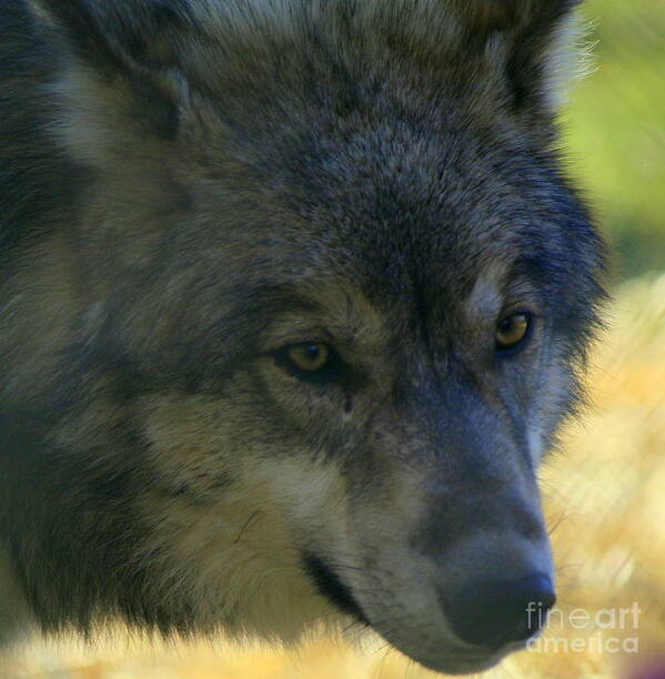 Wolf Art Print featuring the photograph Gray Wolf by Neal Eslinger