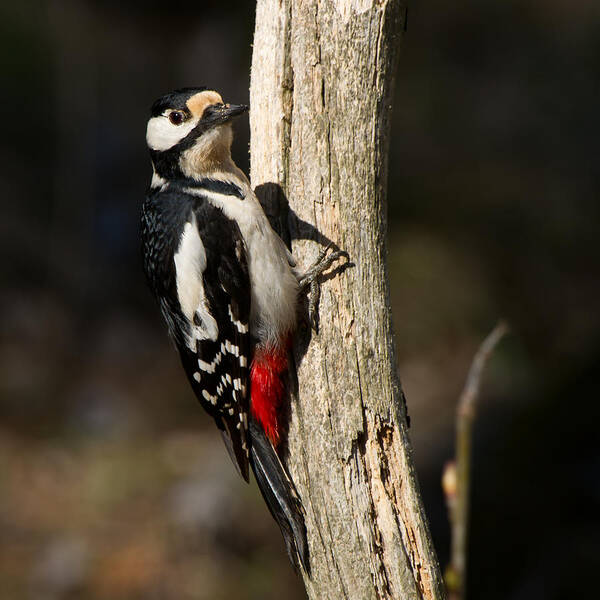 Great Spotted Woodpecker Art Print featuring the photograph Great Spotted Woodpecker #1 by Torbjorn Swenelius