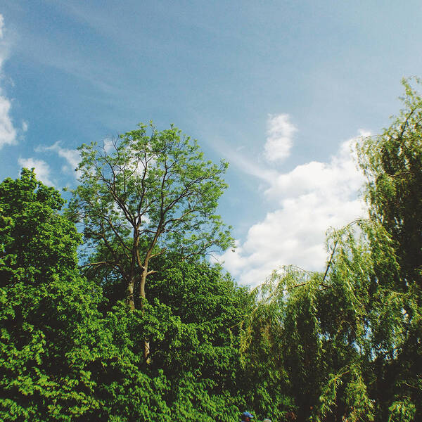 Agriculture Art Print featuring the photograph Green Trees Blue Sky White Clouds #1 by Gemma Knight