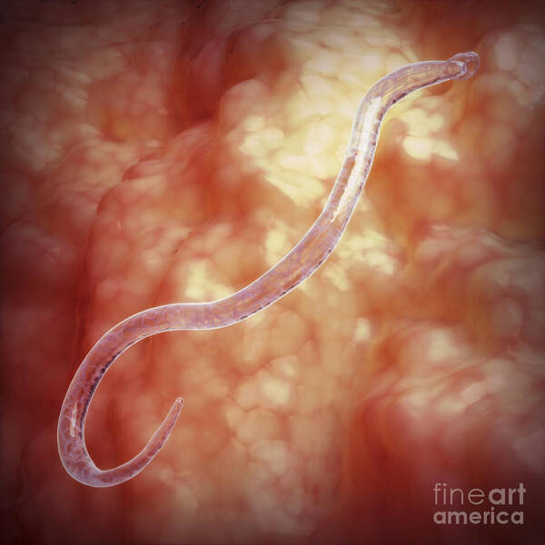 Biomedical Illustration Art Print featuring the photograph Hookworm #1 by Science Picture Co