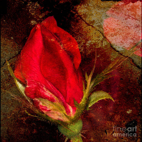 Art Prints Art Print featuring the photograph Impressionistic Rose #1 by Dave Bosse