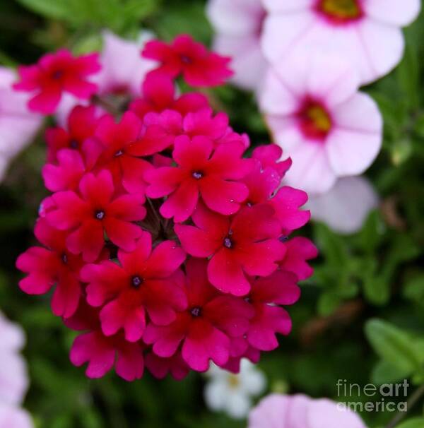 Flowers Art Print featuring the photograph In the Pink #1 by Lori Streich