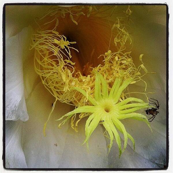 Flower Art Print featuring the photograph Instagram Photo #1 by Maesrihomegallery Chiang Rai