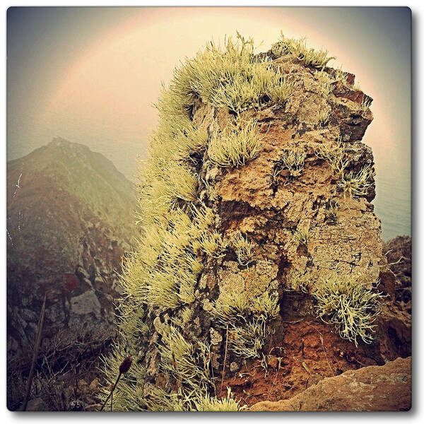 Photography Art Print featuring the photograph Lichen8 #1 by Gregg Jabs