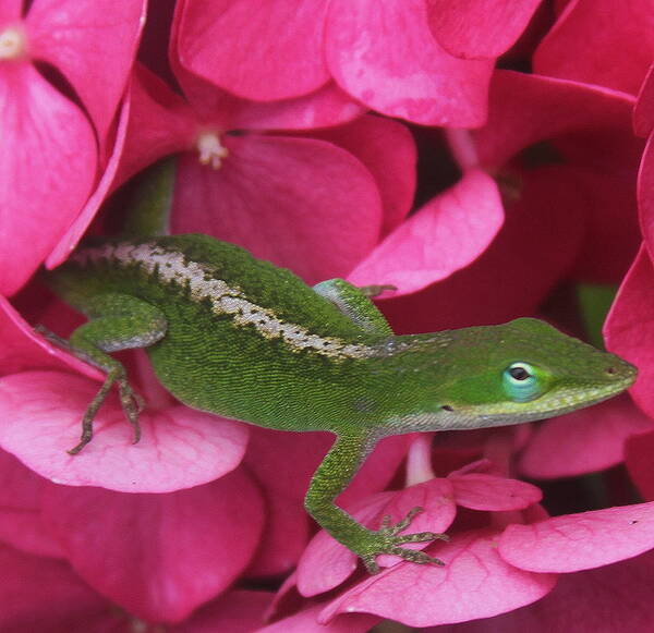 Flower Art Print featuring the photograph Pink Hydrangea and Lizard 2 by Cathy Lindsey
