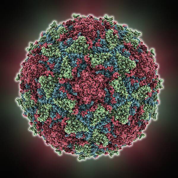 Poliovirus Type 3 Art Print featuring the photograph Poliovirus type 3 capsid, molecular #1 by Science Photo Library