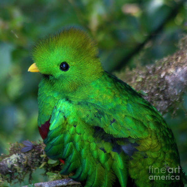 Bird Art Print featuring the photograph Quetzal #3 by Heiko Koehrer-Wagner