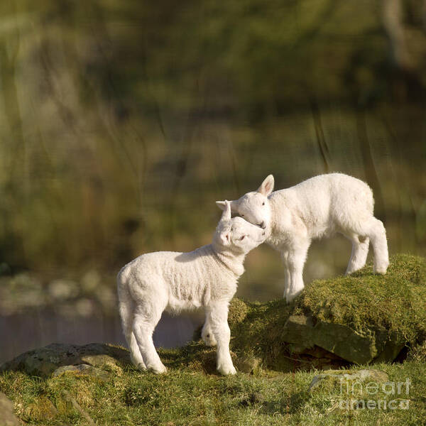 Sheep Art Print featuring the photograph Sweet Little Lambs #1 by Ang El