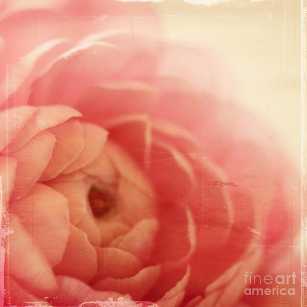 Pink Art Print featuring the photograph Vintage Rose #1 by Kim Fearheiley