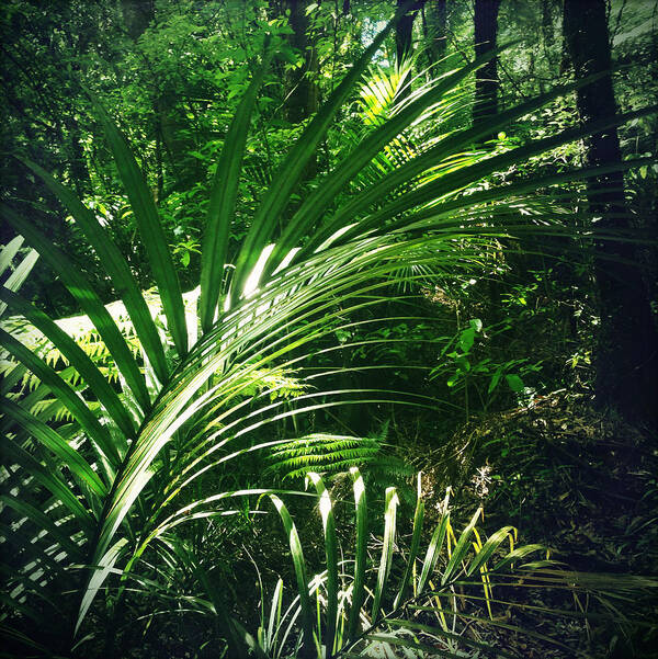 Rain Forest Art Print featuring the photograph Jungle leaves #10 by Les Cunliffe