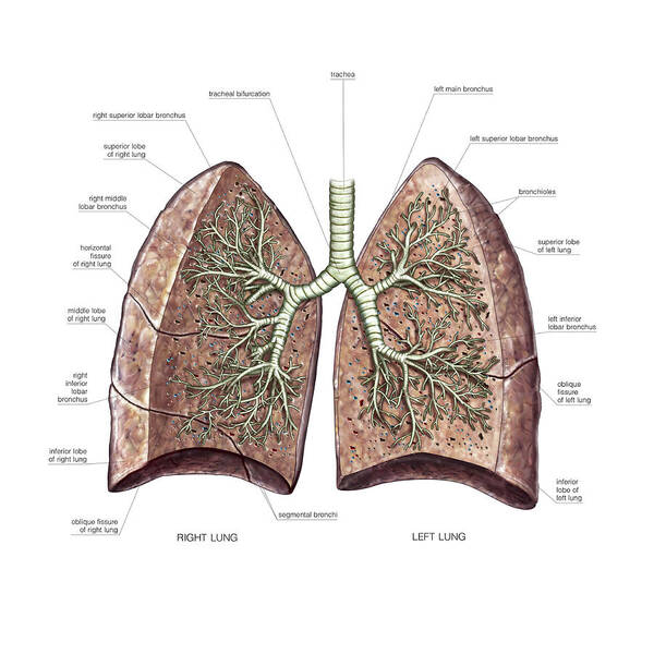 Lungs Art Print featuring the photograph Lungs #12 by Asklepios Medical Atlas