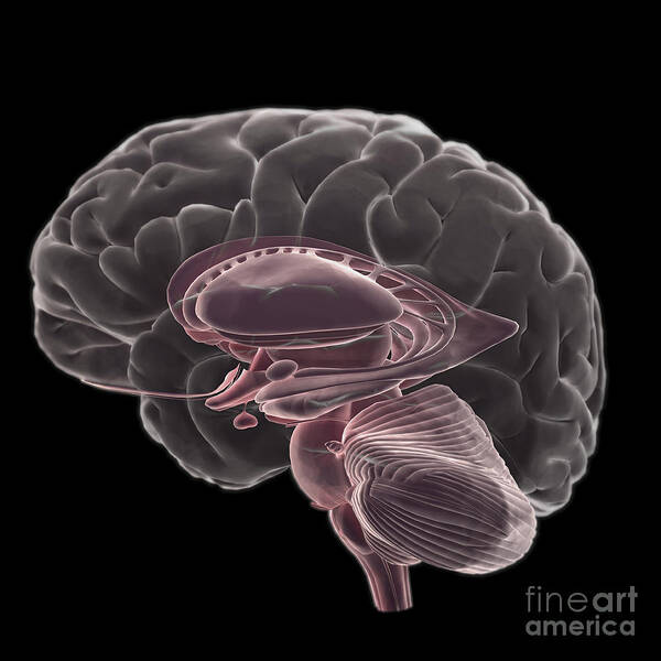 Central Sulcus Art Print featuring the photograph Human Brain #15 by Science Picture Co