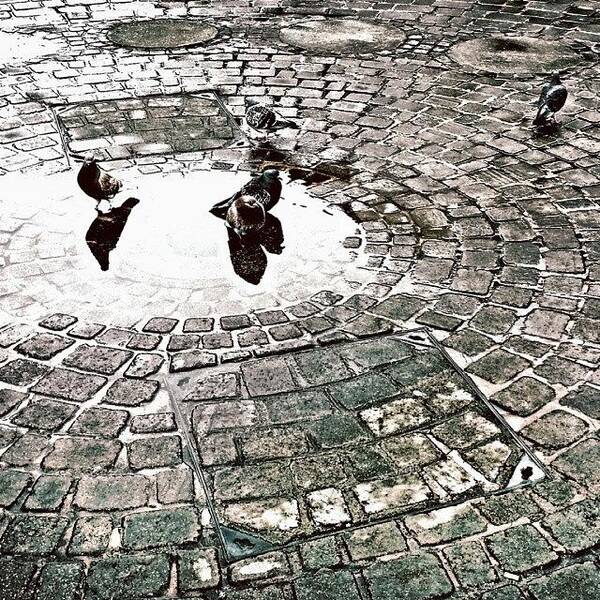 Beautiful Art Print featuring the photograph Pigeons in a Puddle by Jason Roust