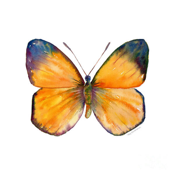 Delias Art Print featuring the painting 19 Delias Aruna Butterfly by Amy Kirkpatrick