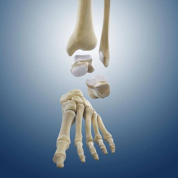 Bone Art Print featuring the photograph Ankle Joint Anatomy #2 by Springer Medizin