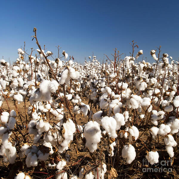 Agriculture Art Print featuring the photograph Cotton Fields #2 by THP Creative
