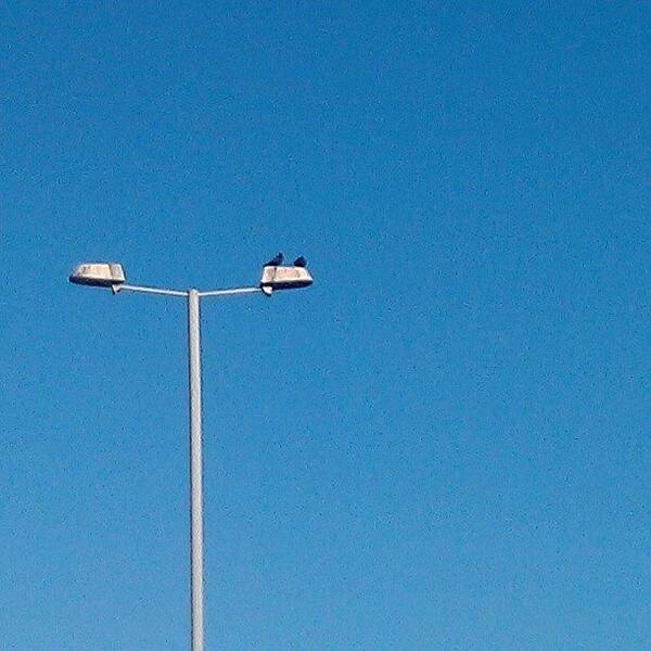  Art Print featuring the photograph 2 Lights, 2 Birds And 1 Blue Sky! by X Thompson