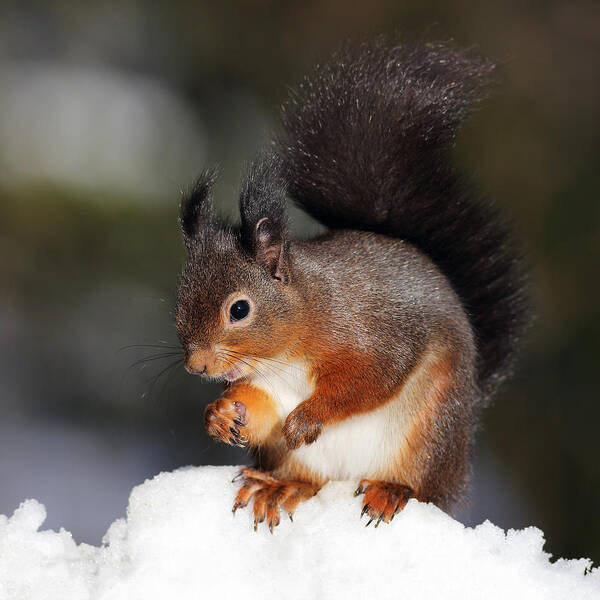 Red Squirrel Art Print featuring the photograph Red Squirrel #2 by Grant Glendinning