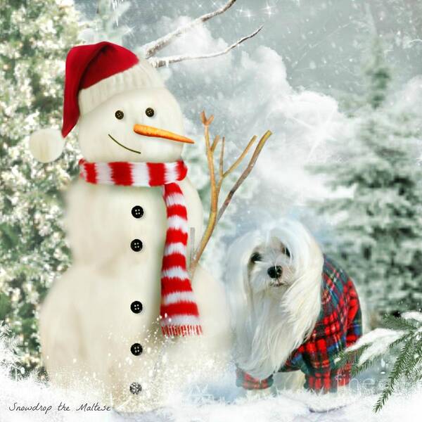 snowdrop The Maltese Art Print featuring the mixed media Snowdrop and The Snowman #1 by Morag Bates