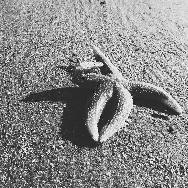 Anderby Creek Art Print featuring the photograph Starfish III #2 by Gemma Knight