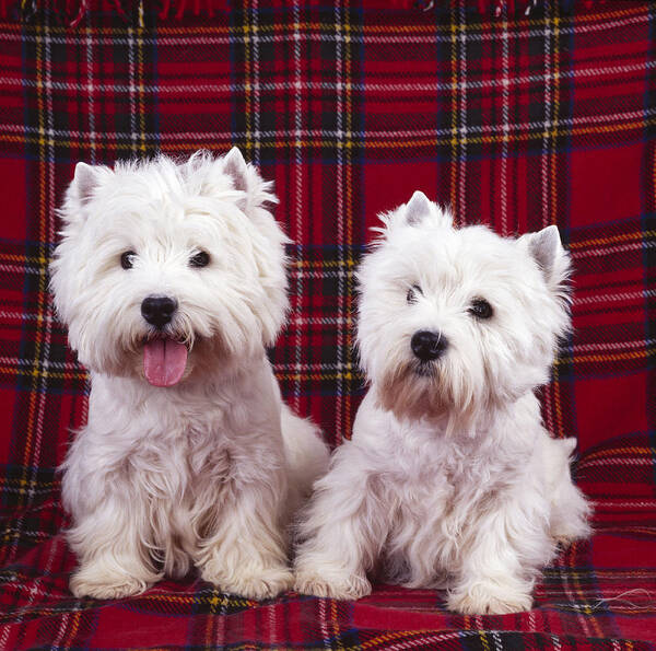 West Highland White Terrier Art Print featuring the photograph West Highland White Terriers #2 by John Daniels