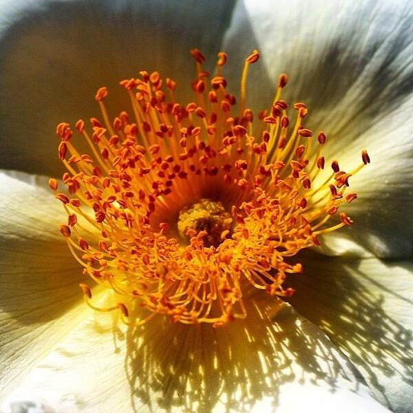 Shotaward Art Print featuring the photograph White Flower In Close Up #2 by Luisa Azzolini