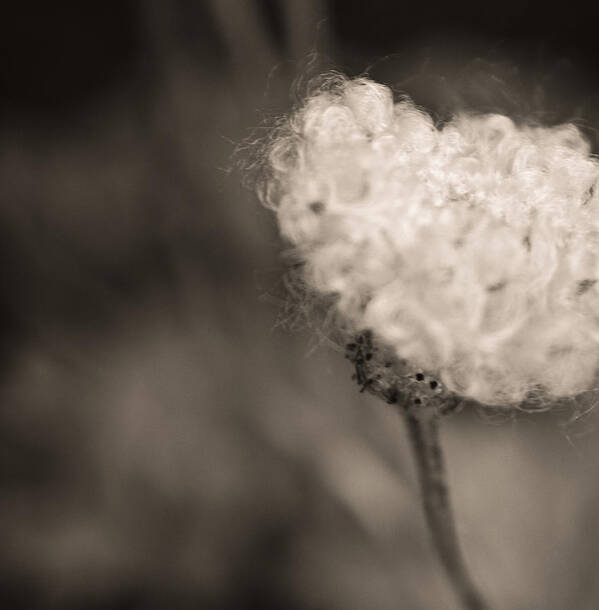 Flower Photo Art Print featuring the photograph White Whisper #2 by Sara Frank