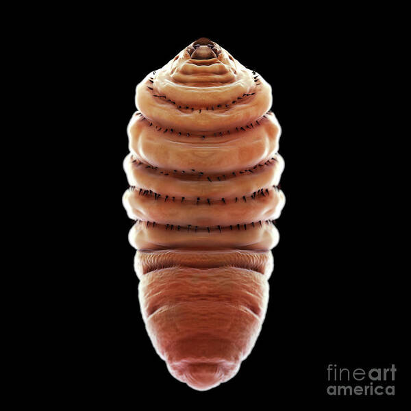 3d Visualization Art Print featuring the photograph Bot Fly Larva #3 by Science Picture Co
