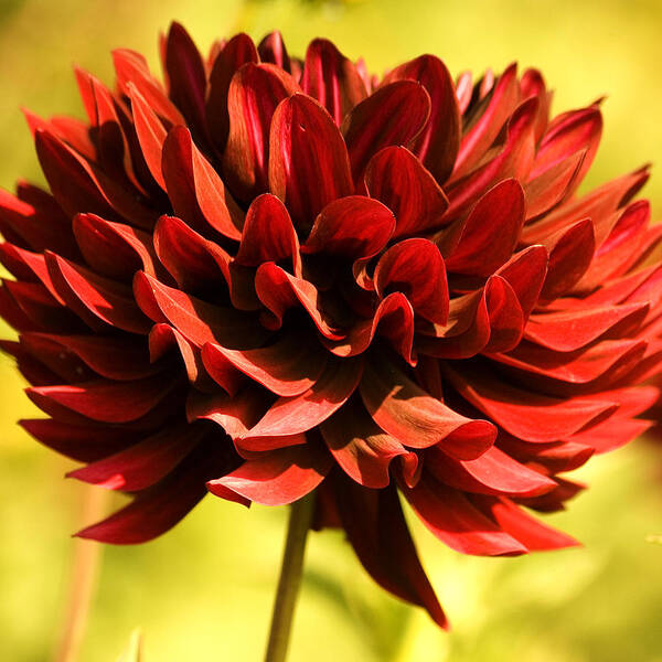 Red Dahlia Art Print featuring the photograph Good Morning #3 by Bonnie Bruno