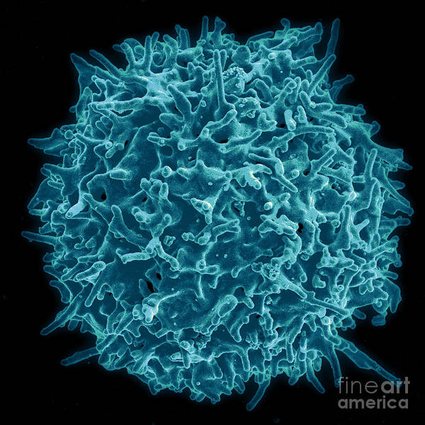 Biology Art Print featuring the photograph Healthy Human T Cell, Sem #3 by Science Source