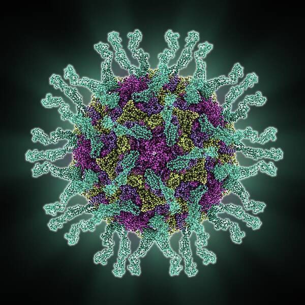 Human Poliovirus Art Print featuring the photograph Human poliovirus, molecular model #3 by Science Photo Library