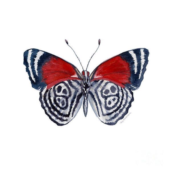 Diathria Art Print featuring the painting 37 Diathria Clymena Butterfly by Amy Kirkpatrick