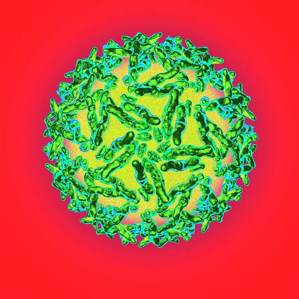 Artwork Art Print featuring the photograph Adeno Associated Virus #4 by Mehau Kulyk