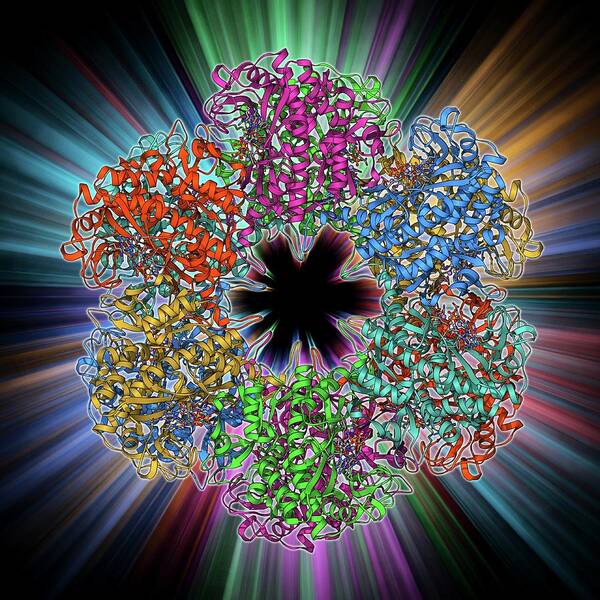 Alpha Helix Art Print featuring the photograph Glutamine Synthetase Enzyme #4 by Laguna Design