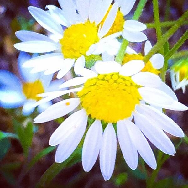 Daisy Art Print featuring the photograph Miniature Daisy by Paige Edwards