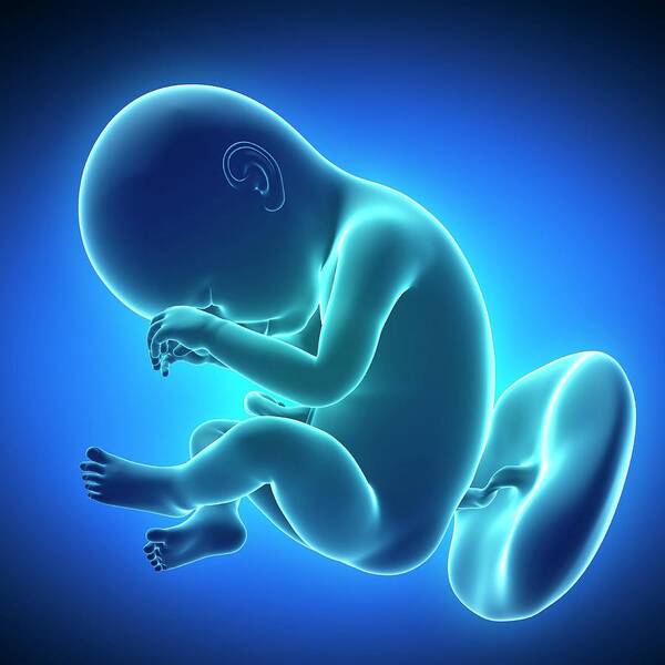 Healthy Art Print featuring the photograph Full Term Foetus #5 by Sciepro/science Photo Library