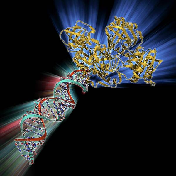 Alpha Helix Art Print featuring the photograph Rna-induced Silencing Complex #5 by Laguna Design