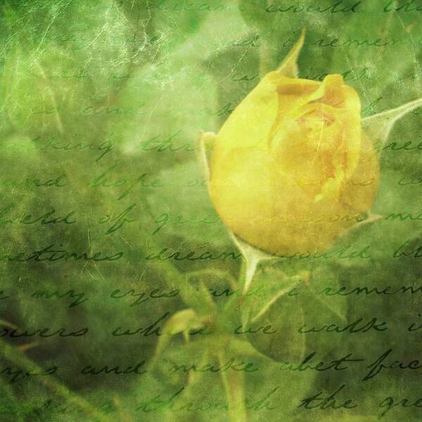 Yellow Roses Art Print featuring the photograph Yellow Rose #5 by Cathie Tyler