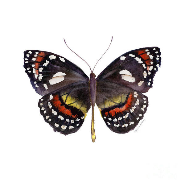 Elzunia Bonplandii Butterfly Art Print featuring the painting 50 Elzunia Bonplandii Butterfly by Amy Kirkpatrick