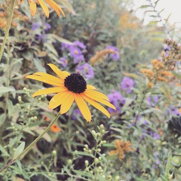 Black Eyed Susan Art Print featuring the photograph Oh Susan by Natalie Hemmerich